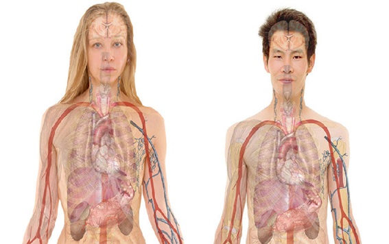 7 órganos no vitales del cuerpo humano