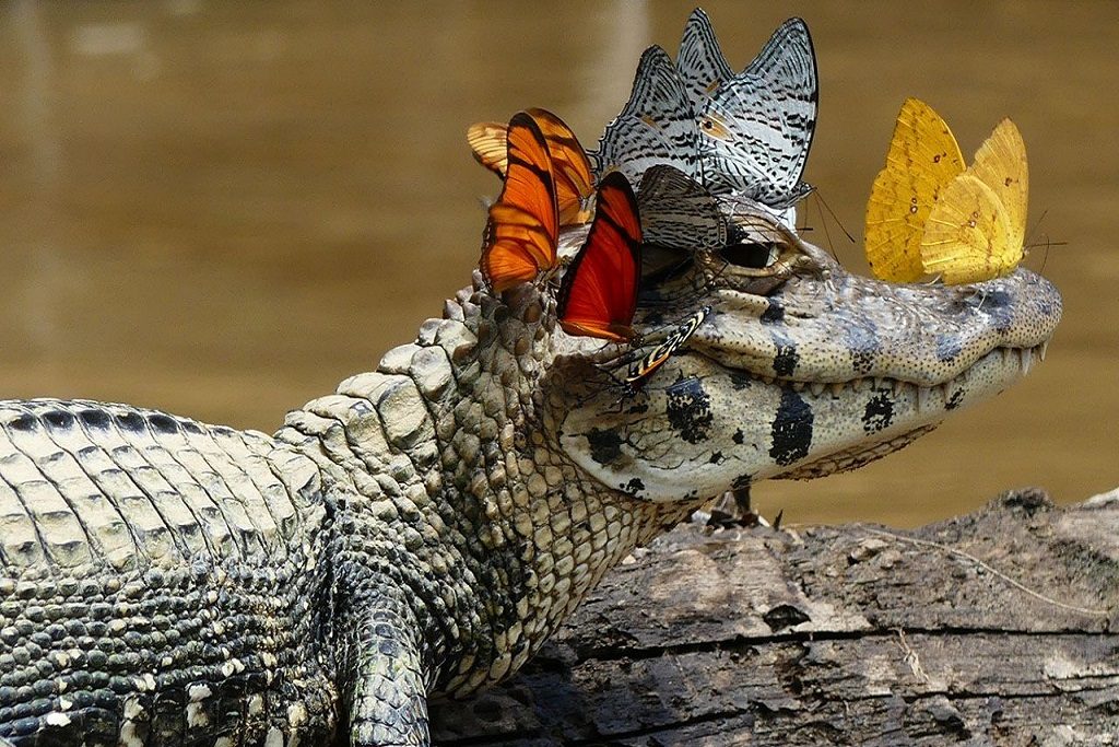 Los caimanes y cocodrilos son sorprendentes