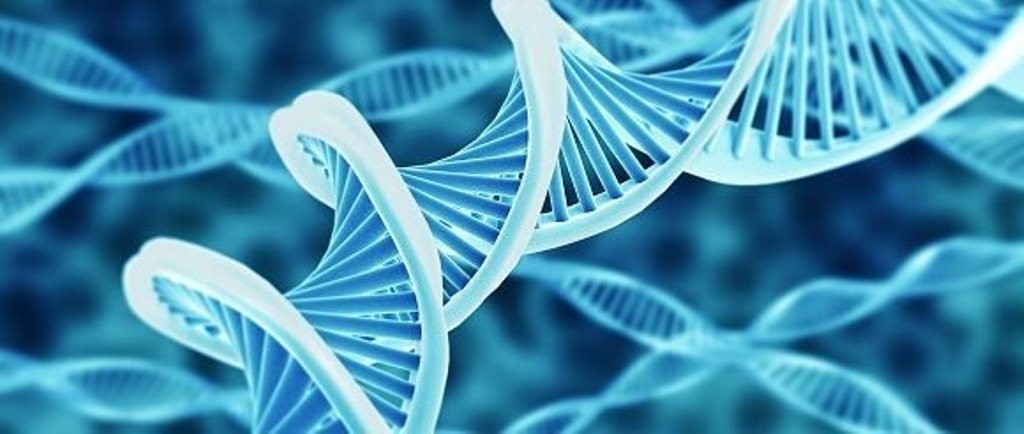 ADN mitocondrial de una planta es modificado por primera vez