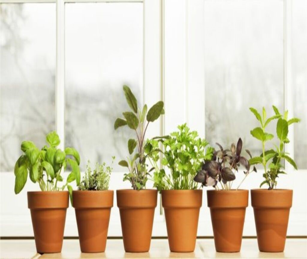 Las plantas medicinales pueden ser muy útiles para estos 4 problemas de salud