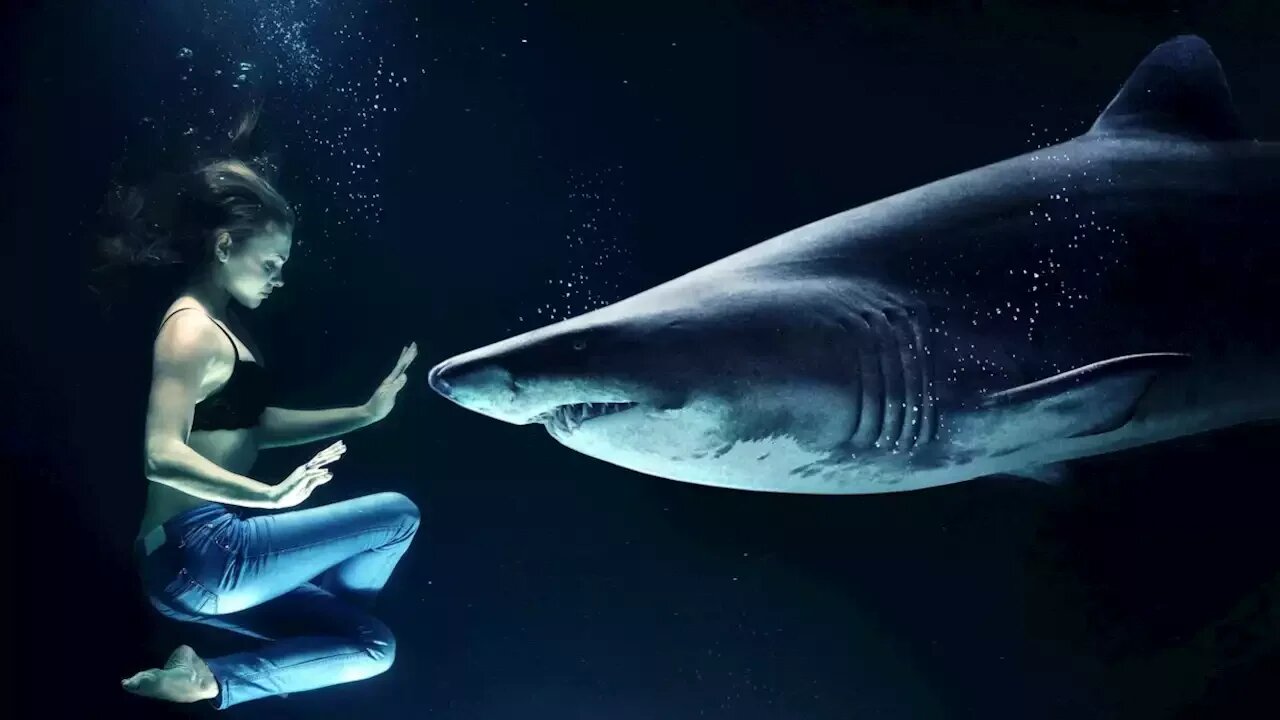 Los humanos y los tiburones. ¿Si no somos su plato favorito por qué nos atacan?
