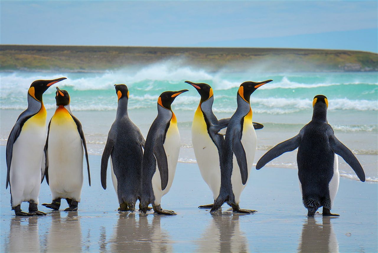 Malvinas apuestan por pingüinos rey para impulsar el turismo de naturaleza