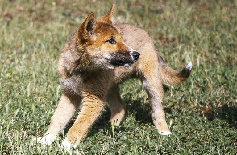 Dingo especie rara