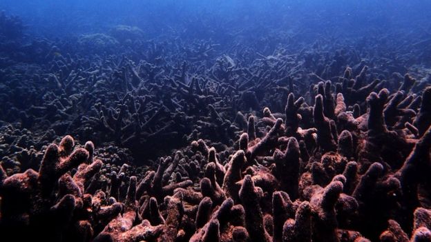 Olas de calor matan corales