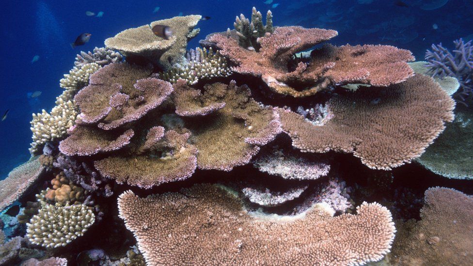 olas de calor matan corales