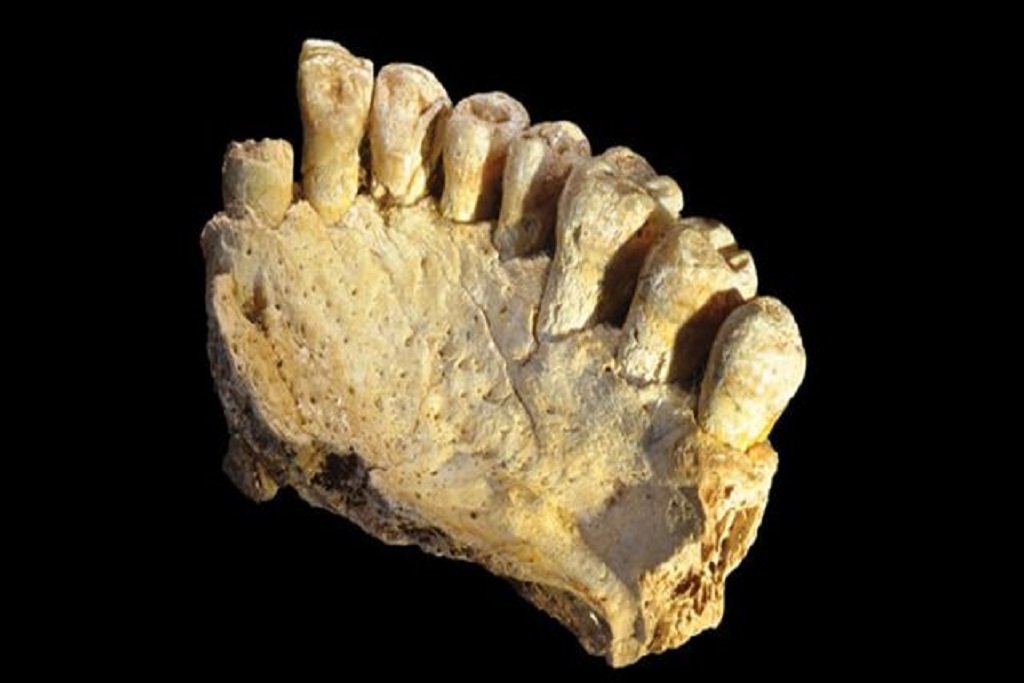 Fósil de los restos humanos más antiguos