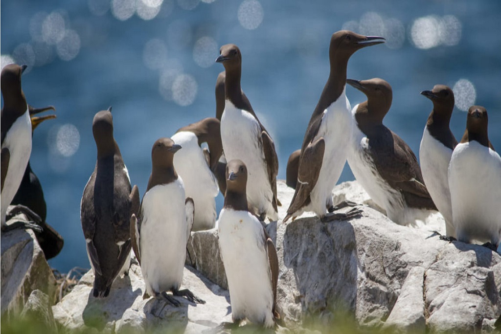 La ola de calor masiva del mar terminó con la vida de miles de aves de Arao común
