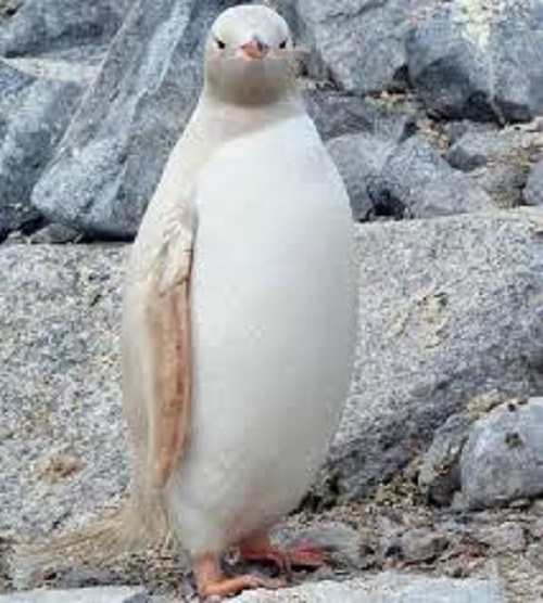 Pingüino blanco nace un en un zoológico