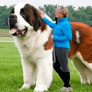 Raza de perro grande y gigante