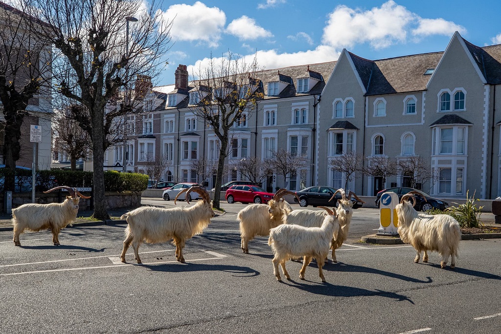 Cabras caminando por una ciudad desierta