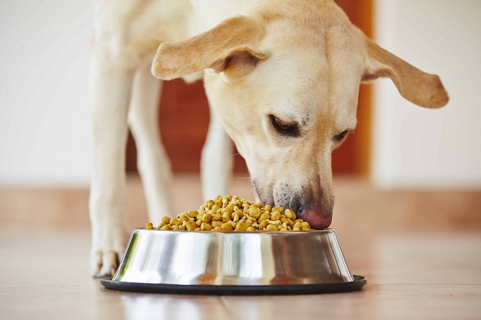Perro alimentándose dento de una casa comiendo comida para perro