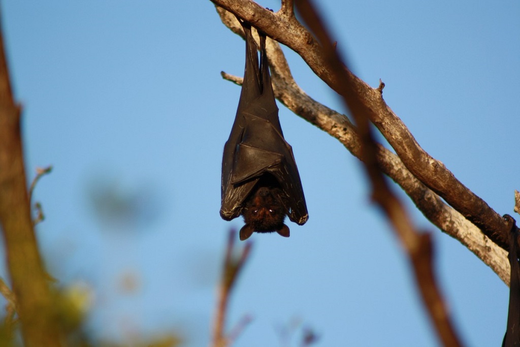 Murciélago colgado de un rama con su cabeza hacia abajo