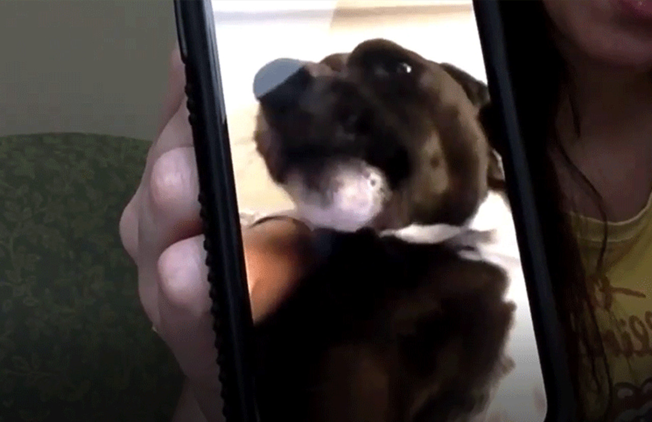 Qué nos muestra este ejemplo de videos virales de perros