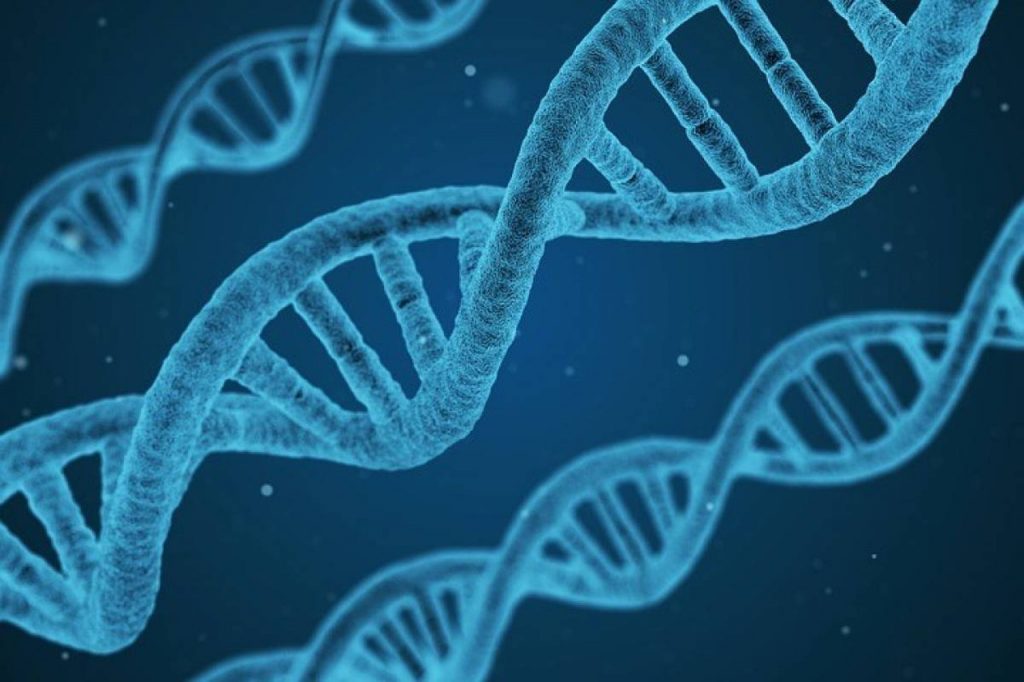 ADN de cuatro hebras