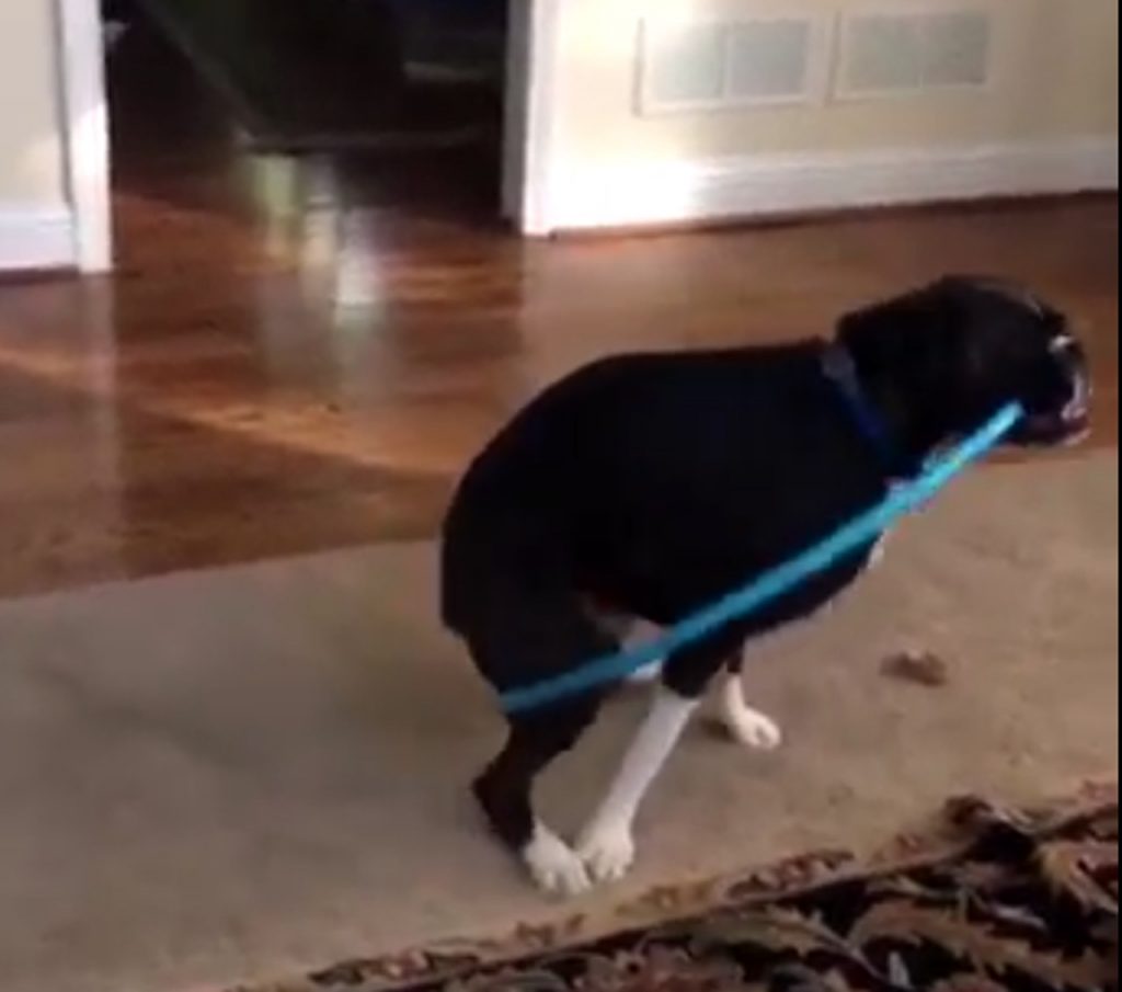 vídeo de un perro con hula-hula