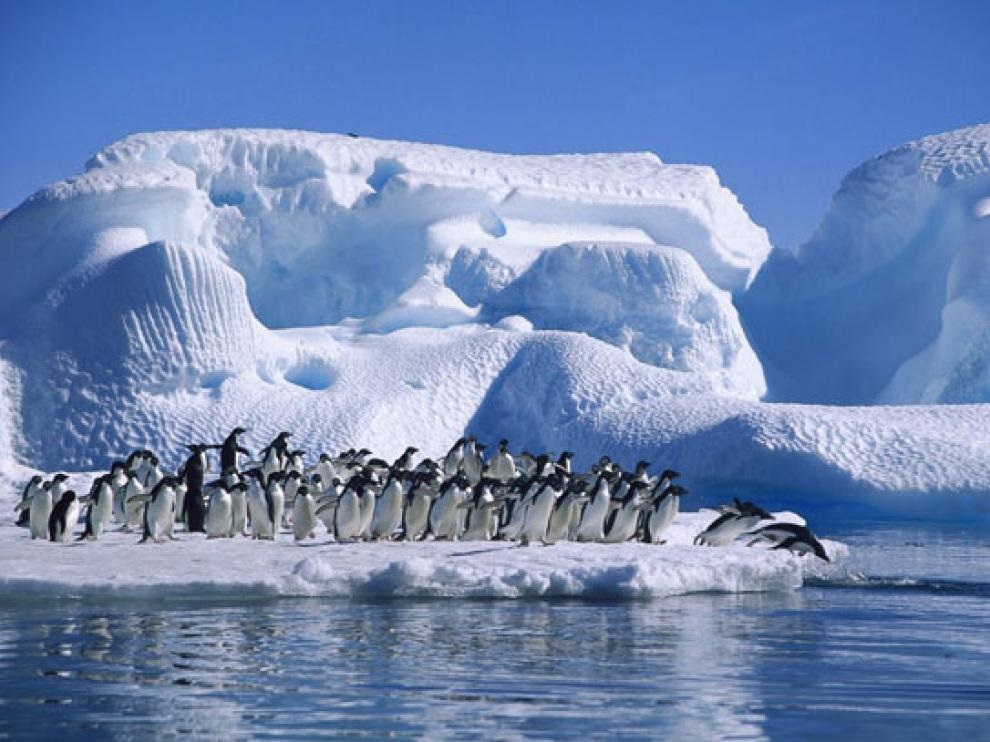 pingüinos en la antártida
