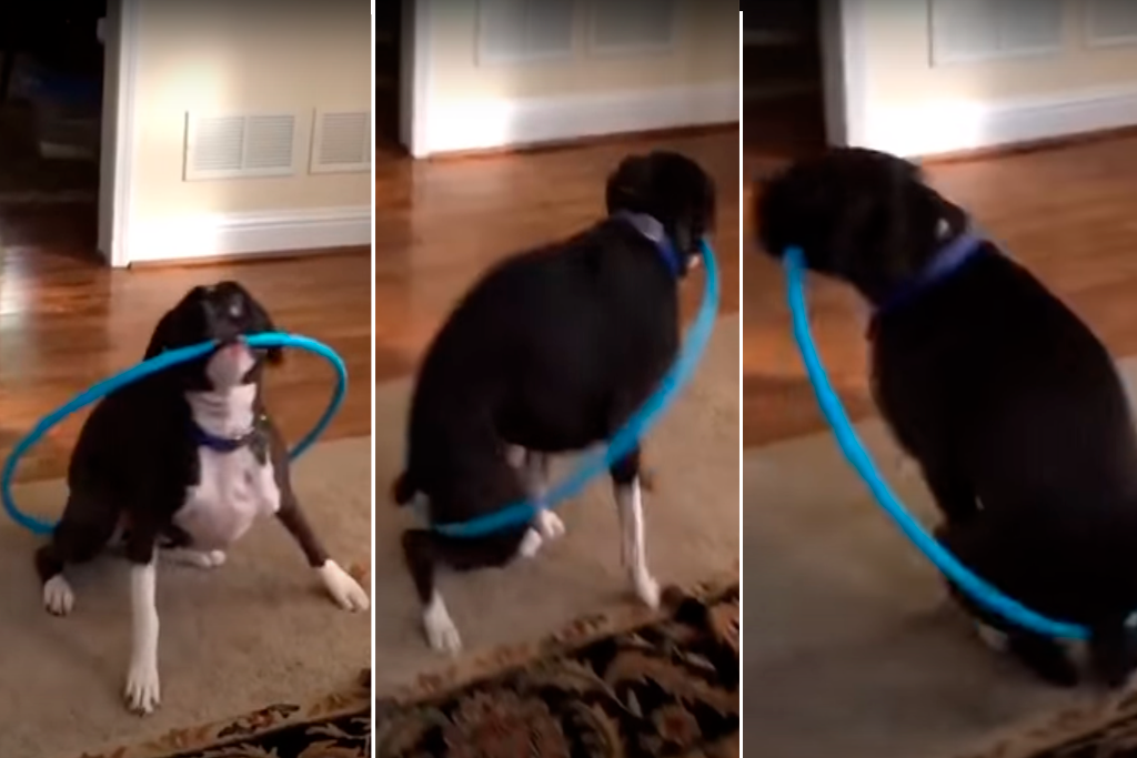 perro intentó girar un hula-hula