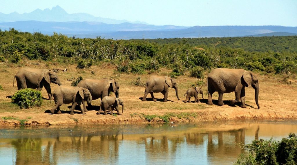 elefantes muertos en Bosuana