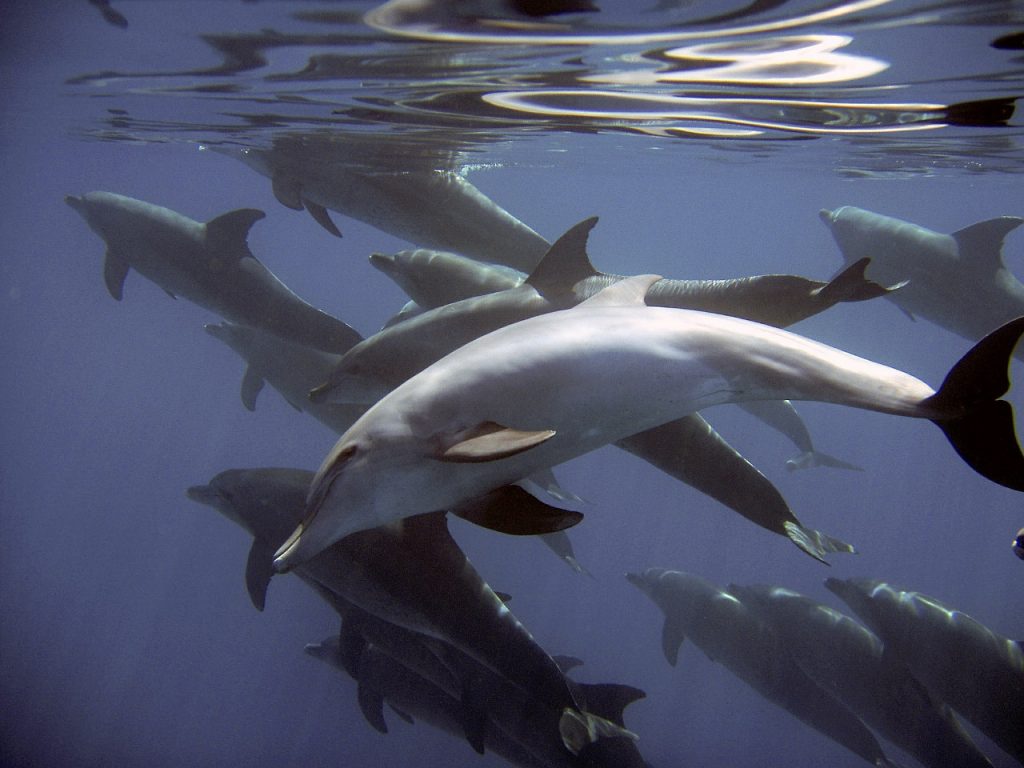 La vida de los delfines siempre es en grupo