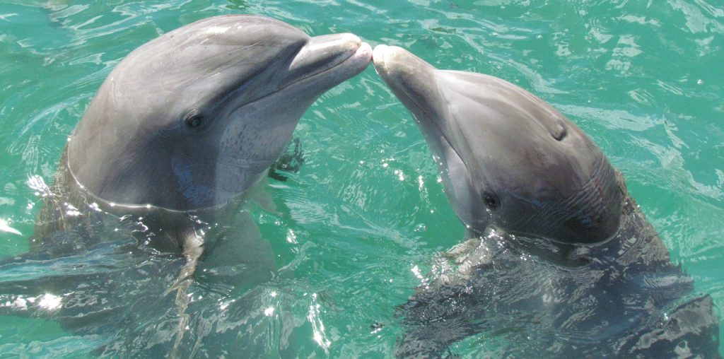 vida de los delfines