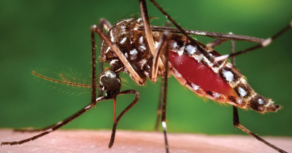 Enfermedades que transmiten los mosquitos 2