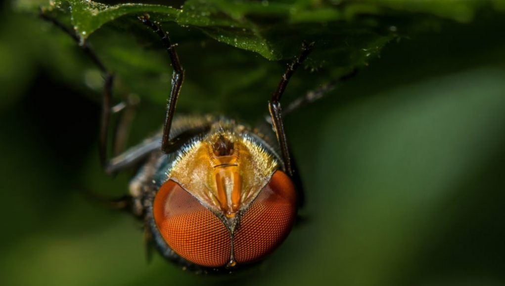 cosas que no sabías de las moscas 5
