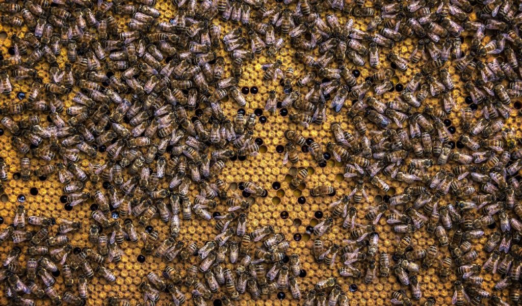 las abejas 1