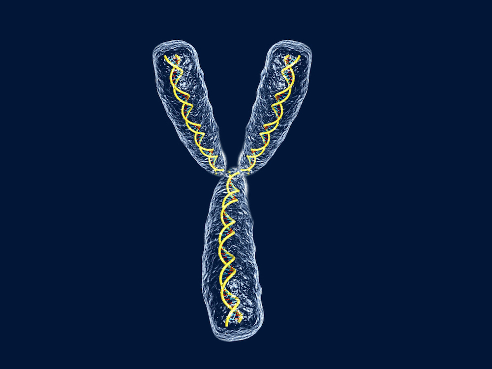El cromosoma Y 3