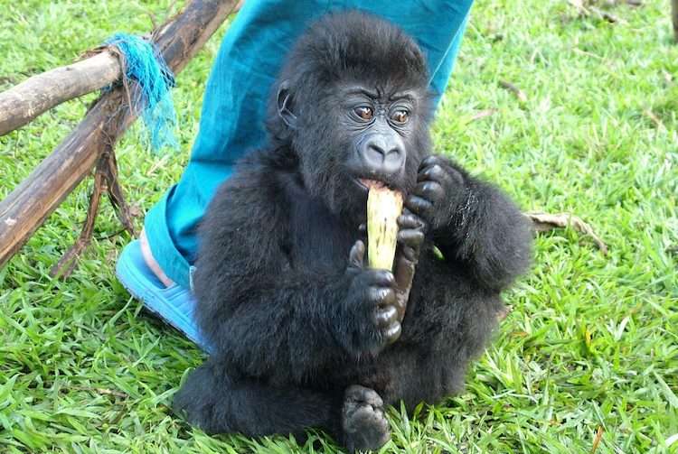 La gorila más famosa del Congo  2