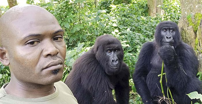 La gorila más famosa del Congo 