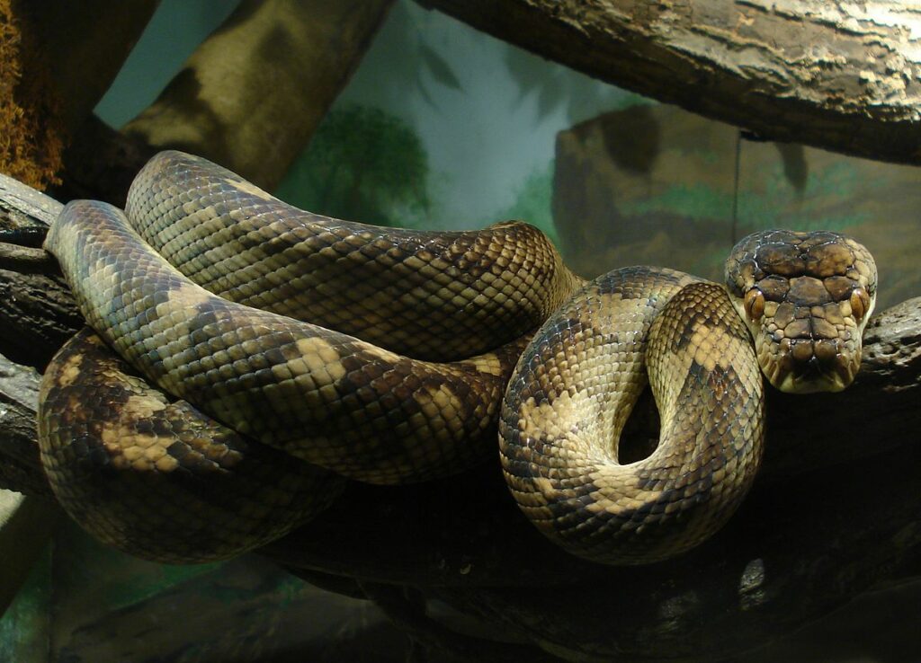 serpientes más grandes del mundo 6