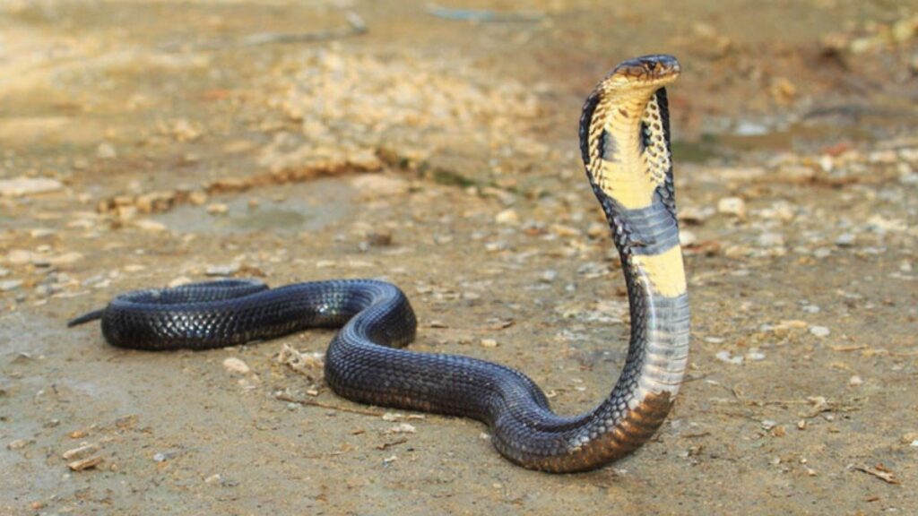 serpientes más grandes del mundo 2