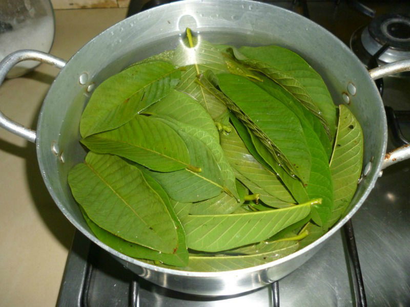 hojas de guayaba