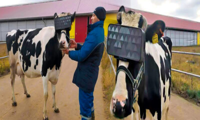 Metagranjas Ganaderos usan gafas de realidad virtual en vacas para que den más leche