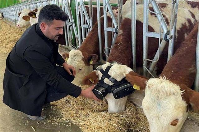 realidad virtual en vacas
