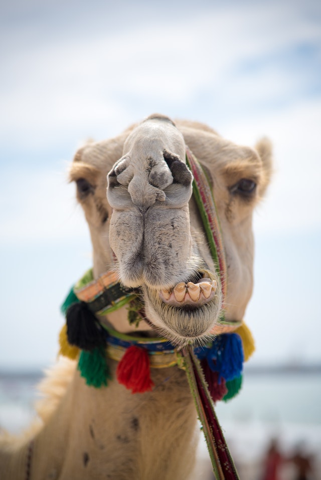 Camello, Animales sorprendentes