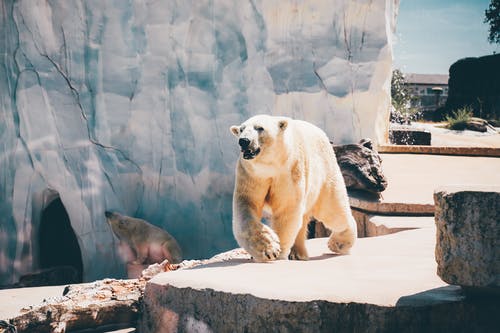 oso polar, Animales sorprendentes
