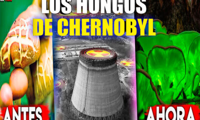 Descubren hongos que comen radiación en Chernobyl