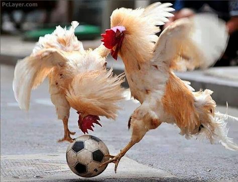 animales en partidos de fútbol