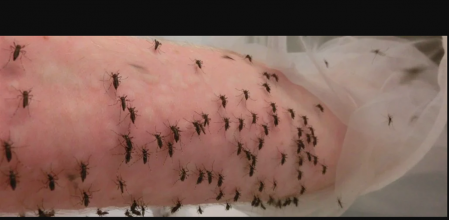 cómo te localizan los mosquitos