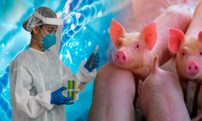 Científicos chinos crean clonación de cerdos 100 por ciento robotizado