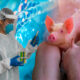 Científicos chinos crean clonación de cerdos 100 por ciento robotizado