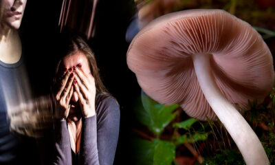 ¿Qué le pasa a nuestro cuerpo al consumir hongos