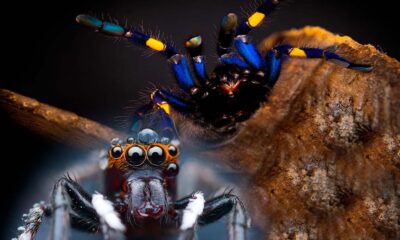Las arañas más peligrosas del mundo