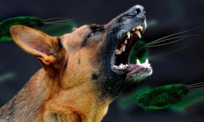 Ataques de perros con rabia a humanos