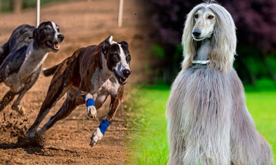 Estos son los perros más veloces que compiten en carreras