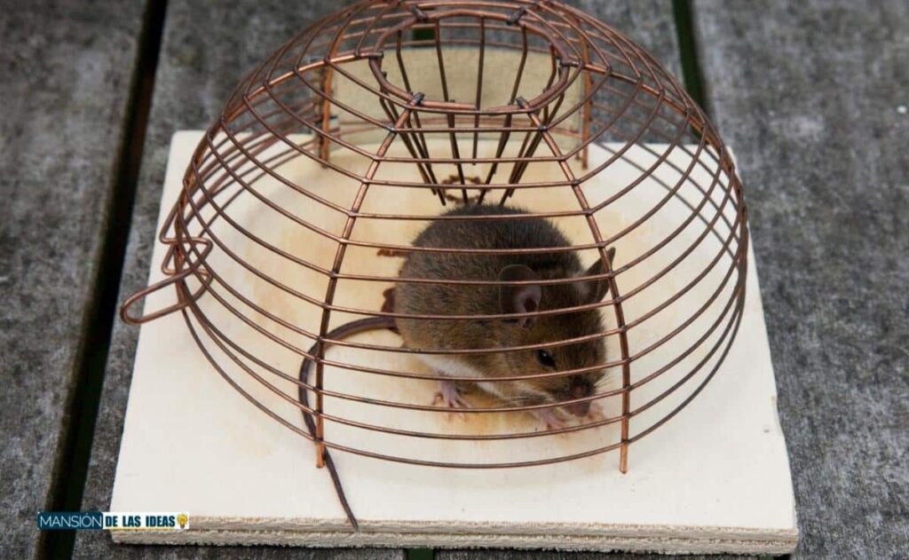 cazar una rata en tu casa